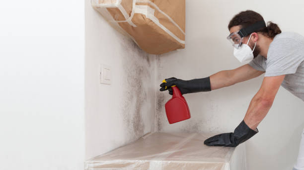 Professional Black Mold Remediation technician working in Bradenton Beach, FL